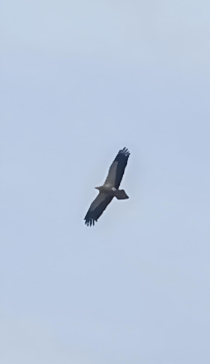 Дэлт ёл - ML632504917