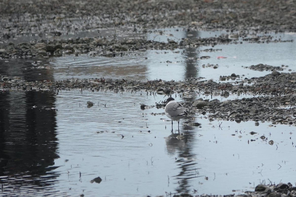 Laughing Gull - ML632504979