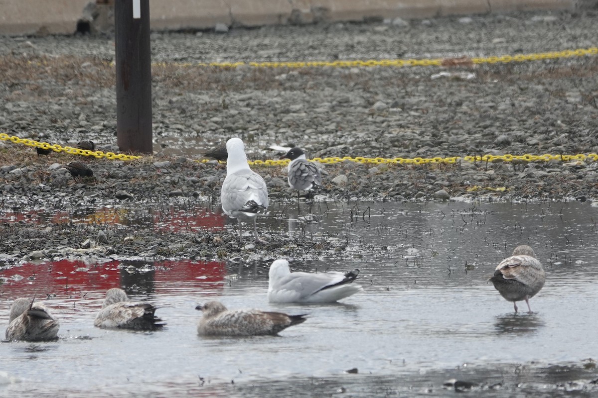 Laughing Gull - ML632504980