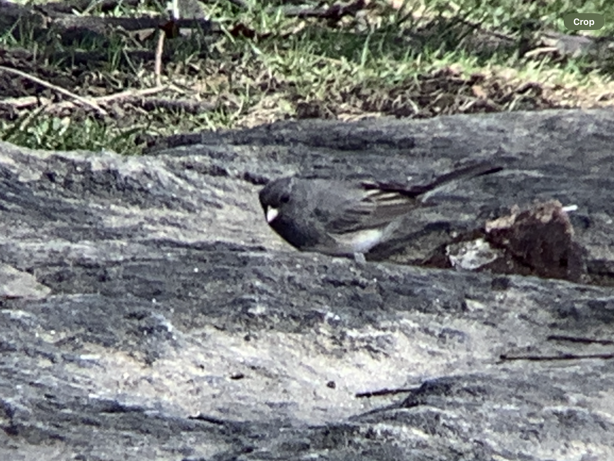 Dark-eyed Junco - ML632505082