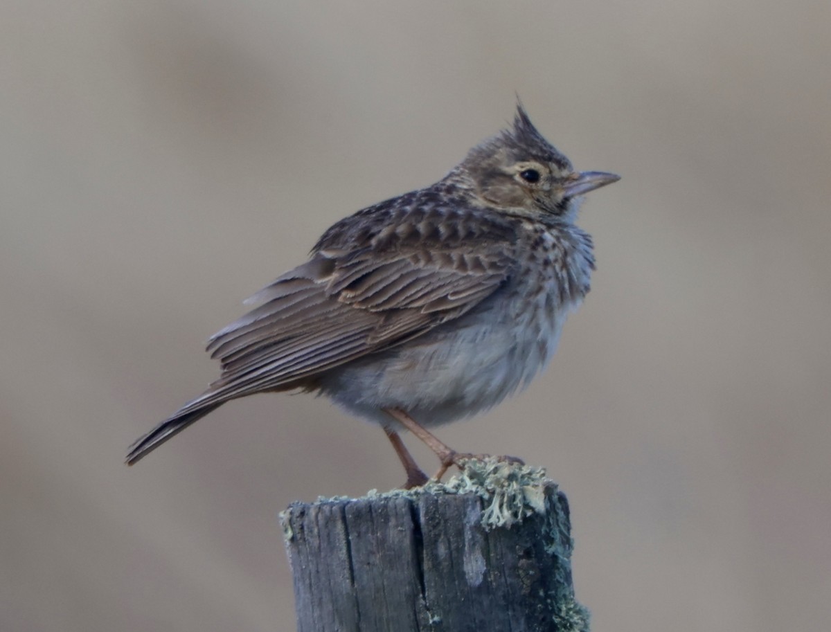 Crested Lark - ML632505092