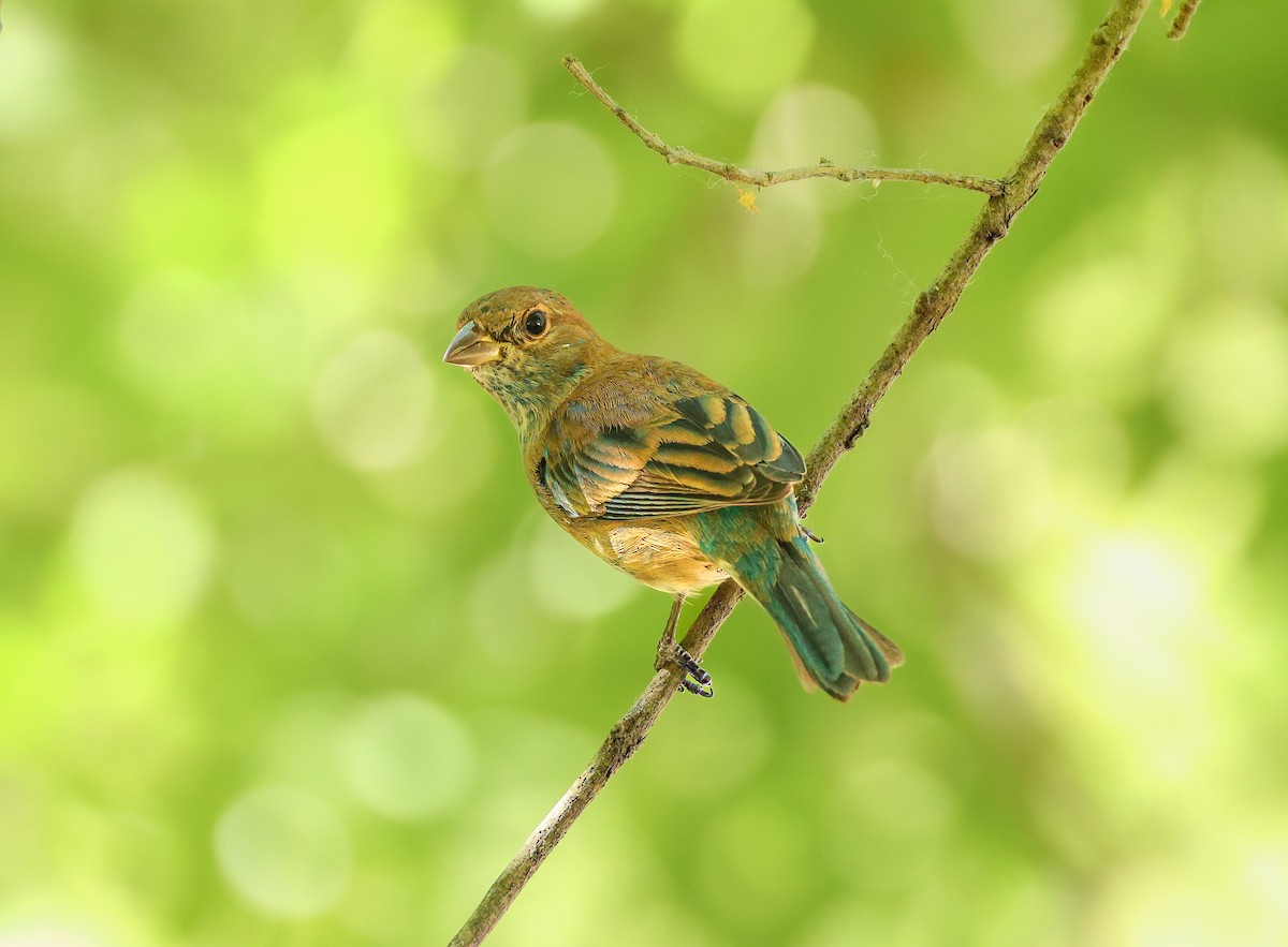 Indigo Bunting - ML632505098
