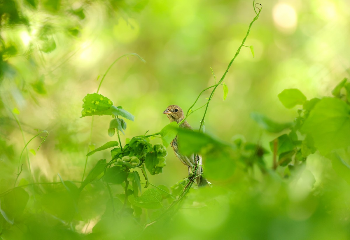 Indigo Bunting - ML632505105