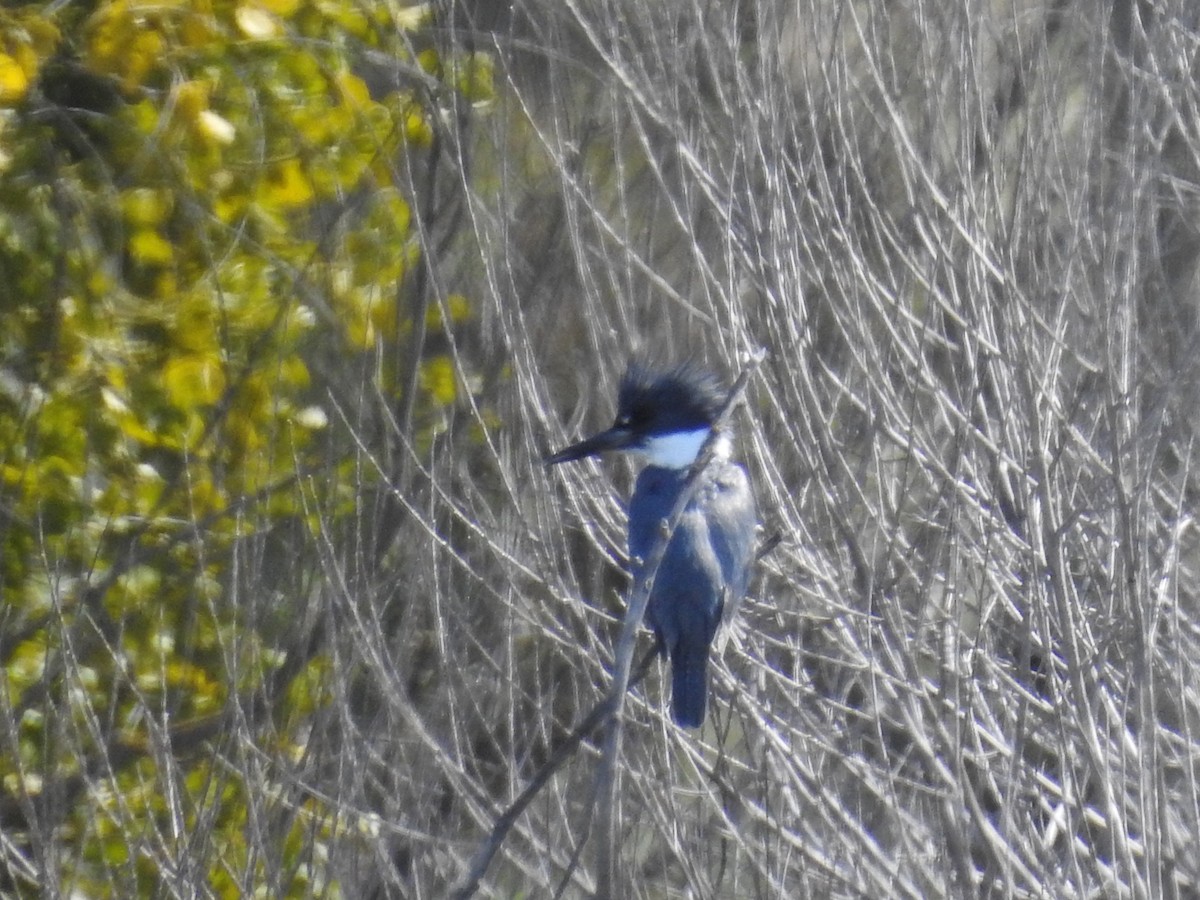 Belted Kingfisher - ML632505273