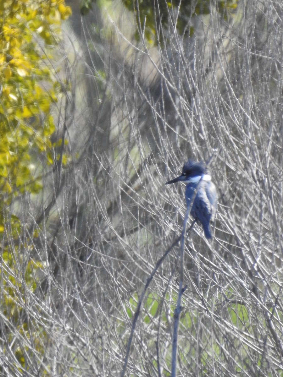 Belted Kingfisher - ML632505274