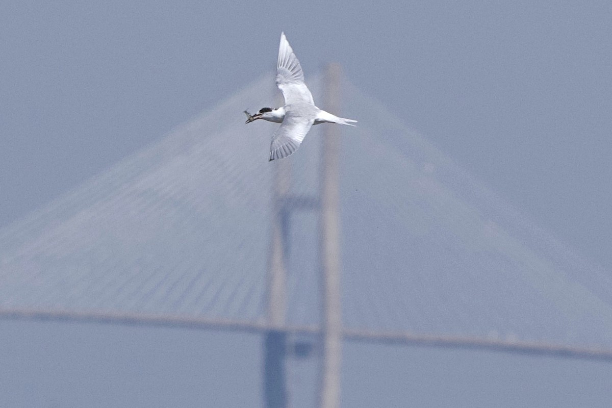 Forster's Tern - ML632505278