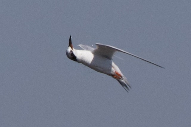 Forster's Tern - ML632505279