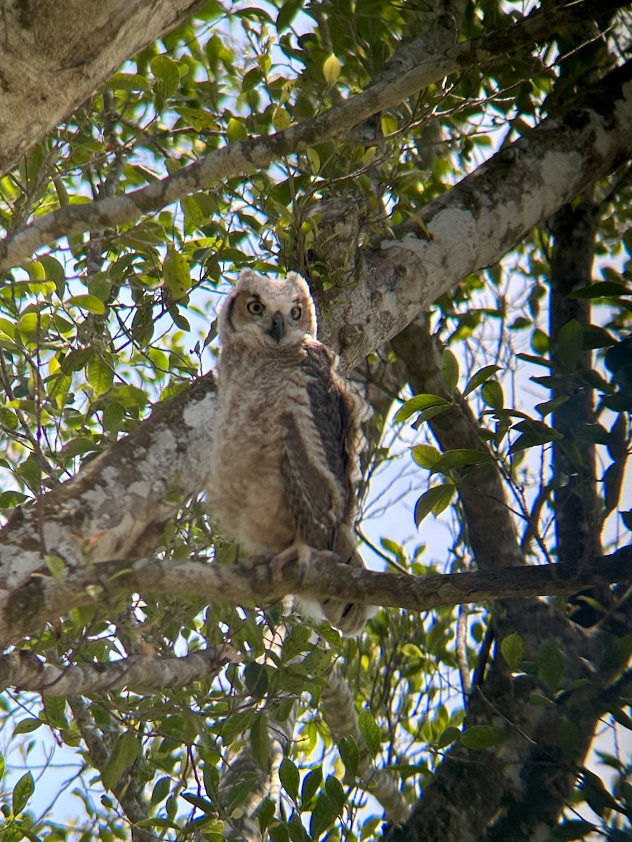 Búho Americano - ML632505372