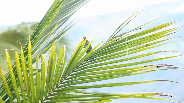 テリバネコウウチョウ - ML632505406