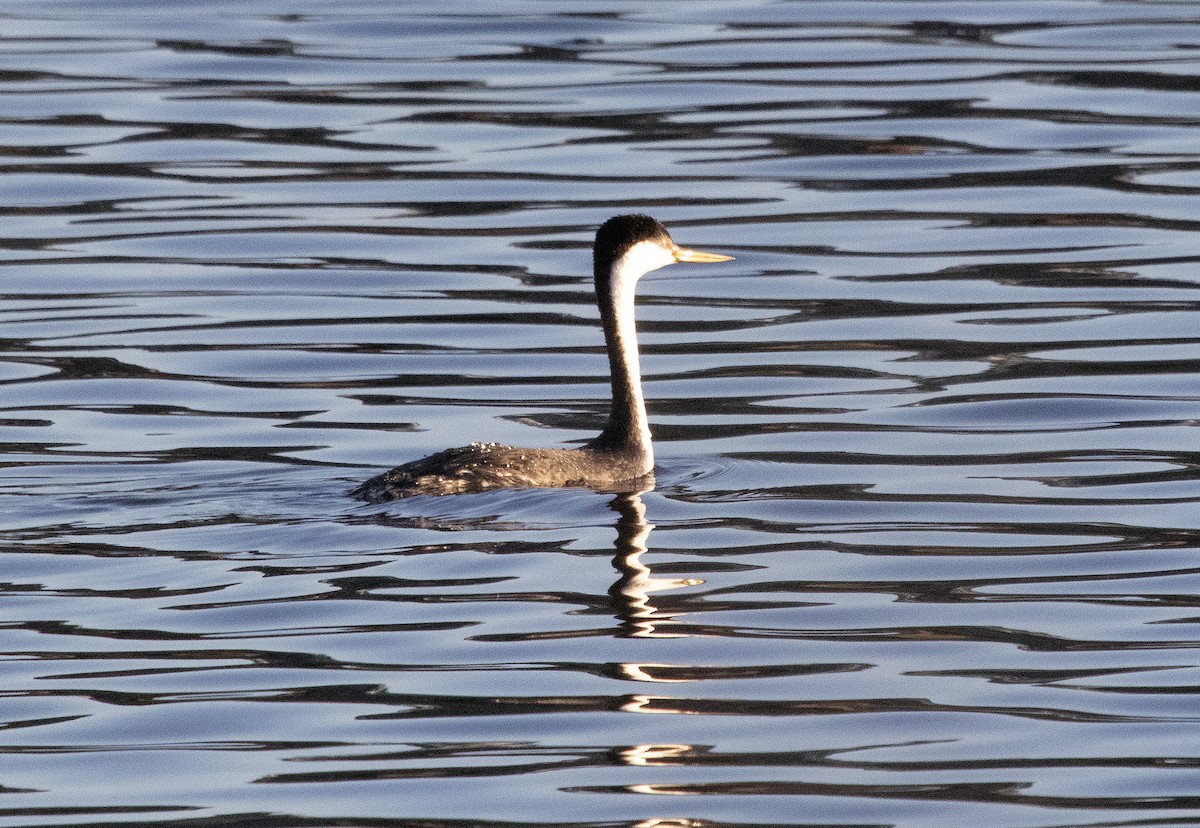 Western/Clark's Grebe - ML632505460