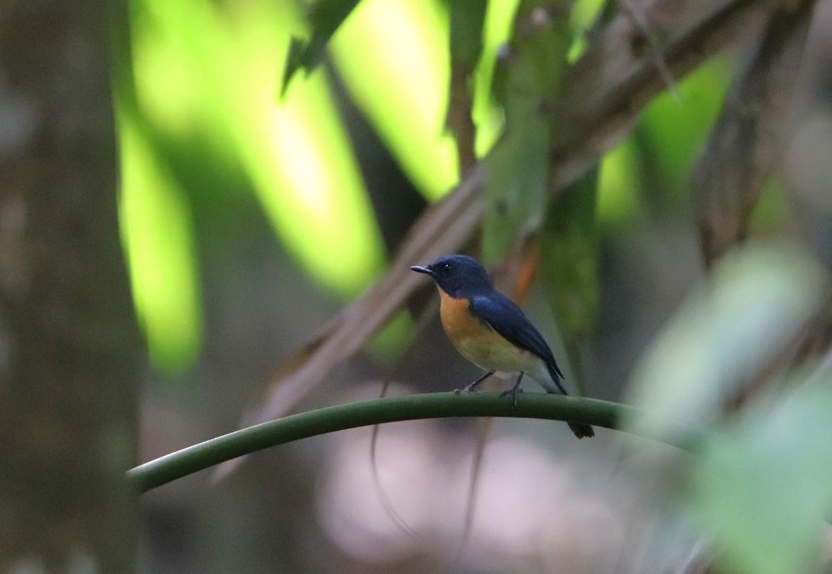 Tickell's Blue Flycatcher - ML632505472