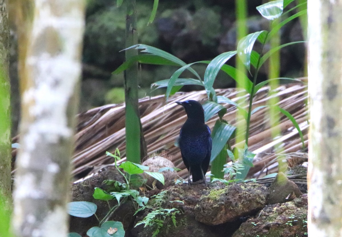 Malabar Whistling-Thrush - ML632505487