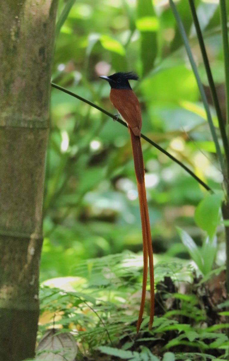 Indian Paradise-Flycatcher - ML632505498