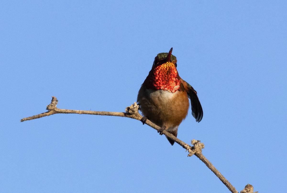 Allen's Hummingbird - ML632505501