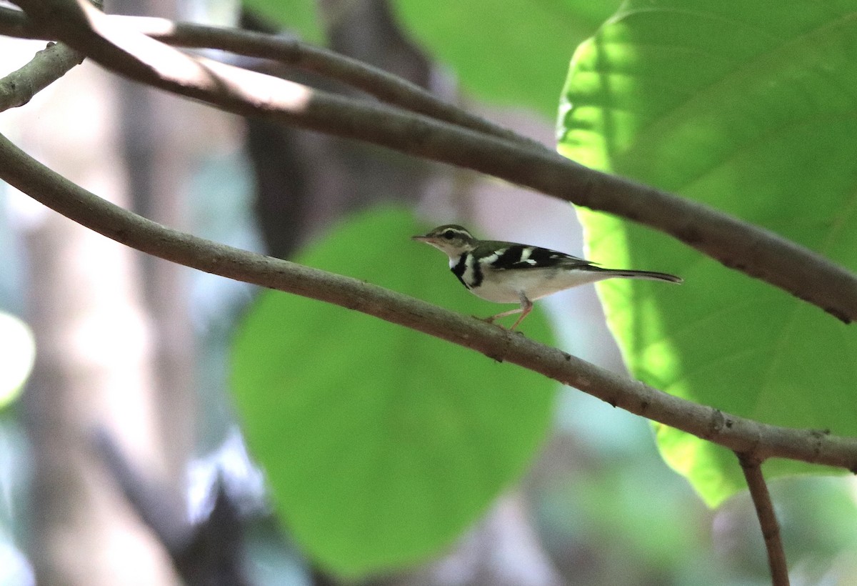 Forest Wagtail - ML632505510