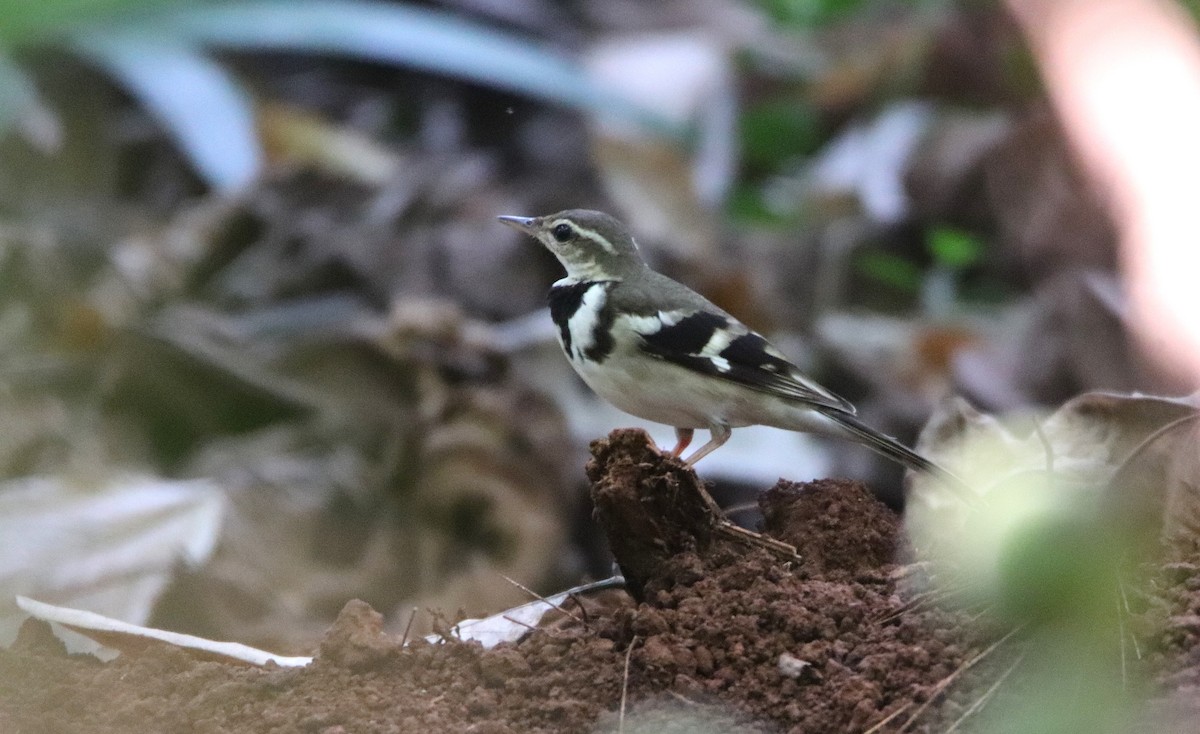 Forest Wagtail - ML632505512