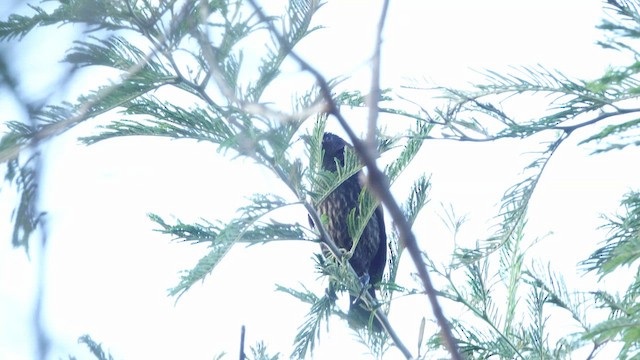 テリバネコウウチョウ - ML632505527