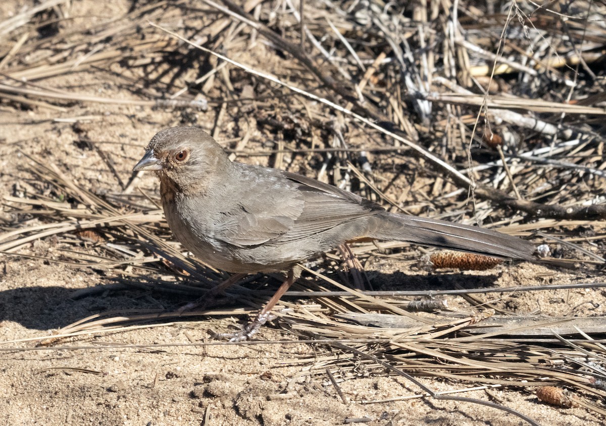 California Towhee - ML632505556