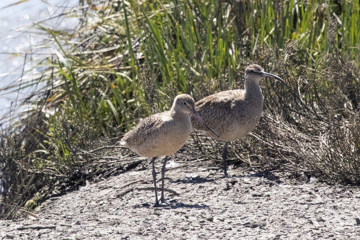 Marbled Godwit - ML632505694