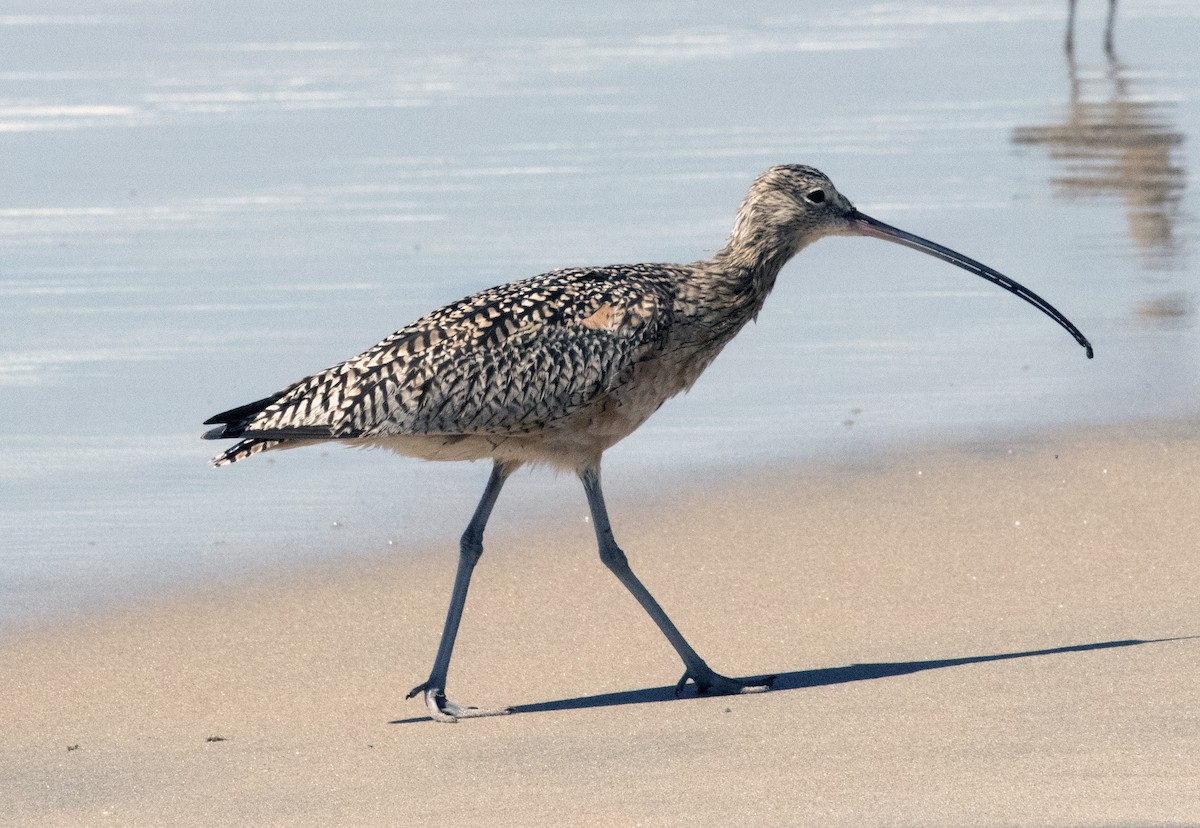 Long-billed Curlew - ML632505752