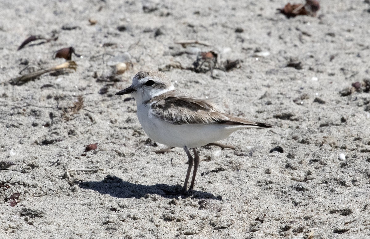 Snowy Plover - ML632505849