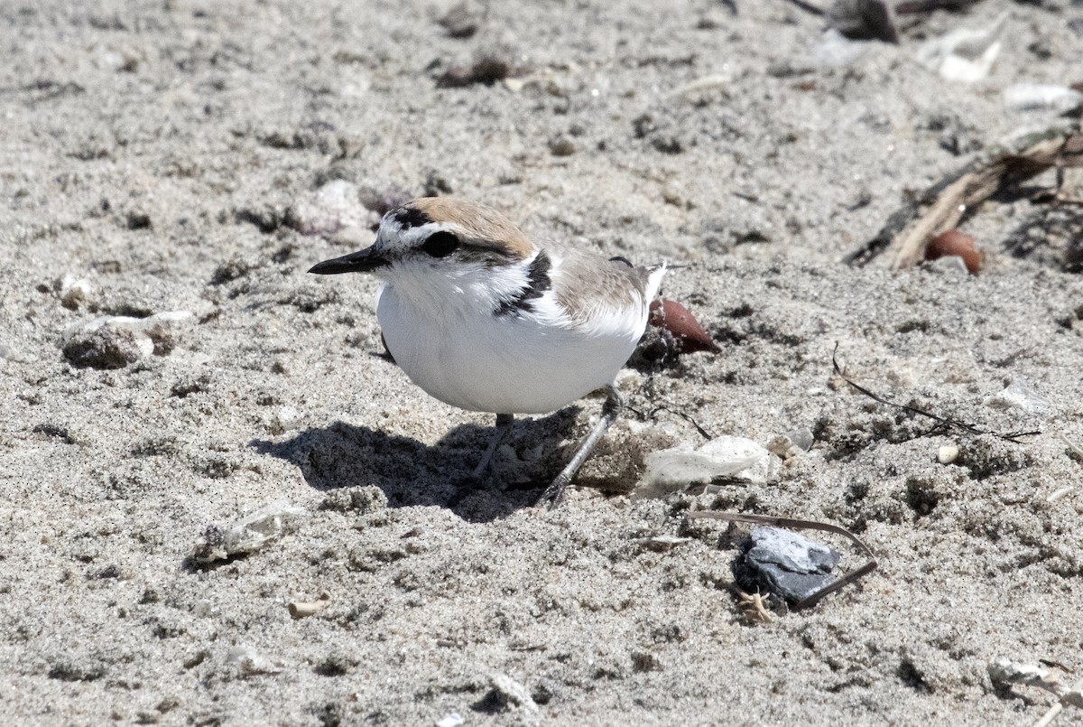 Snowy Plover - ML632505850