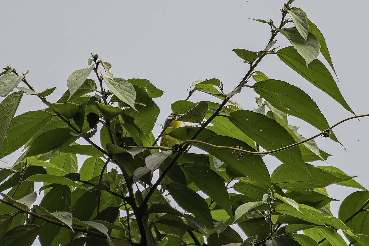 Slaty-capped Shrike-Vireo - ML632505892