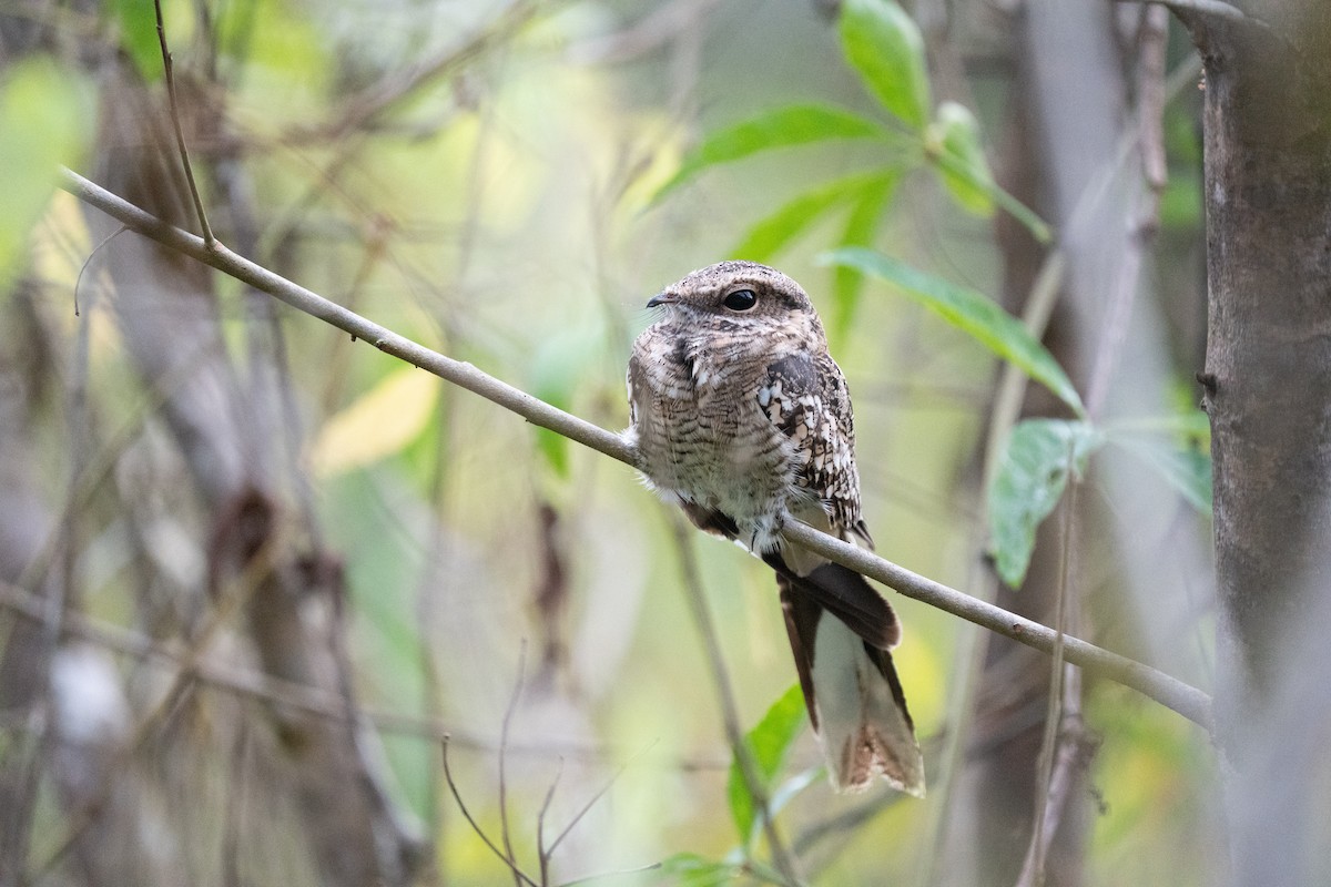 Ladder-tailed Nightjar - ML632505932