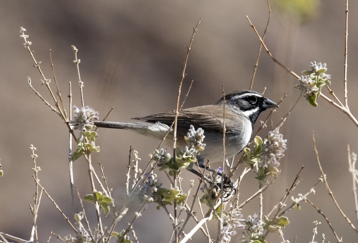 Black-throated Sparrow - ML632505955