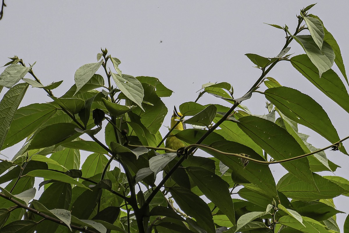Slaty-capped Shrike-Vireo - ML632505973