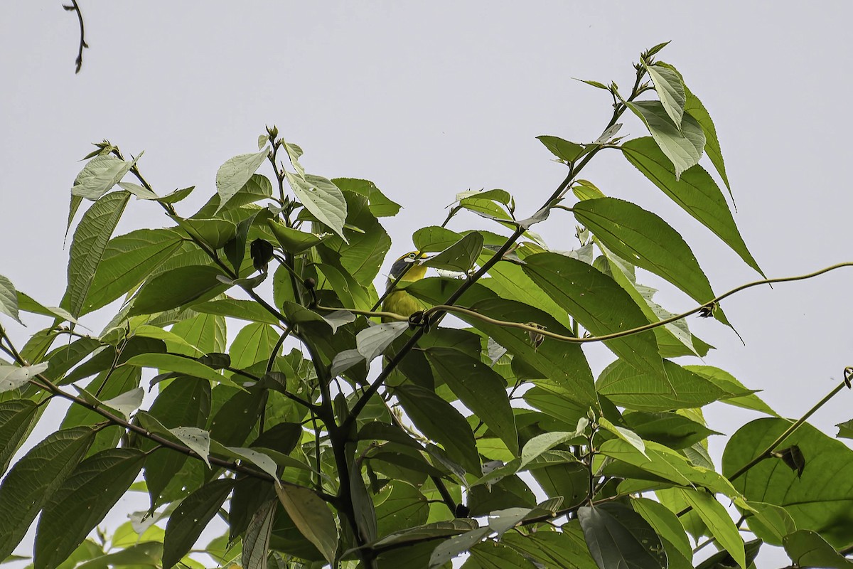 Slaty-capped Shrike-Vireo - ML632505996