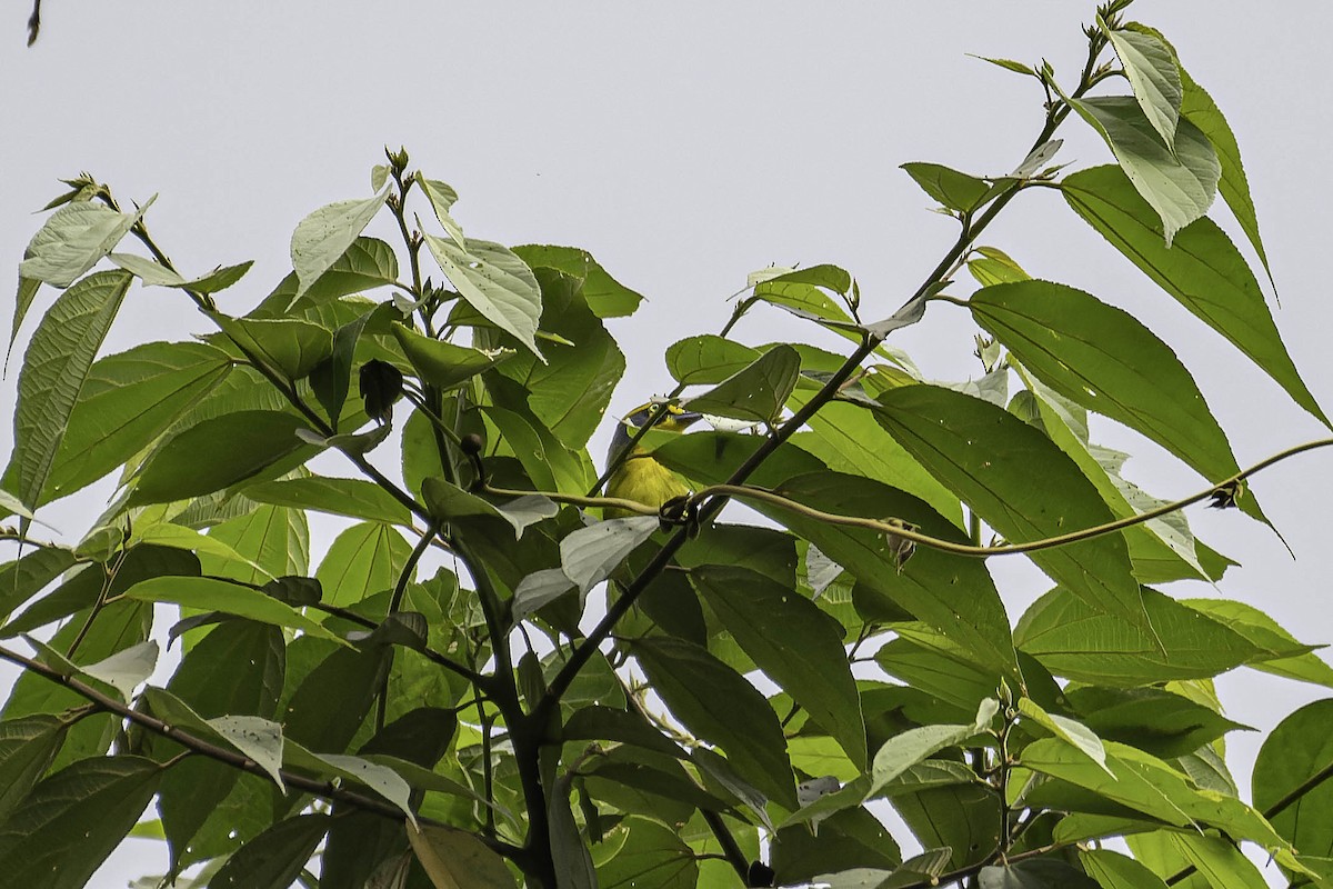 Slaty-capped Shrike-Vireo - ML632506012