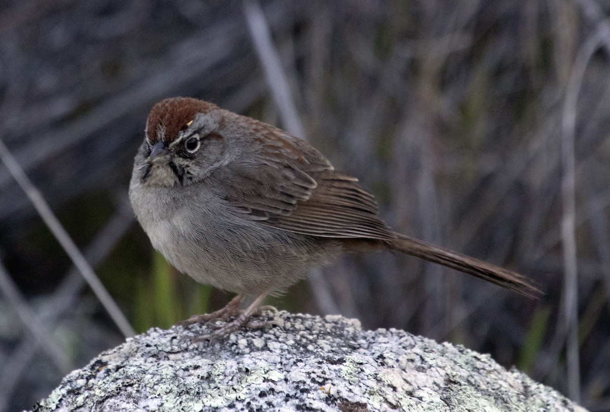 Rufous-crowned Sparrow - ML632506085