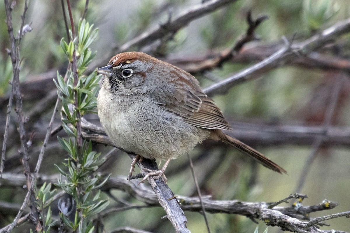 Rufous-crowned Sparrow - ML632506086