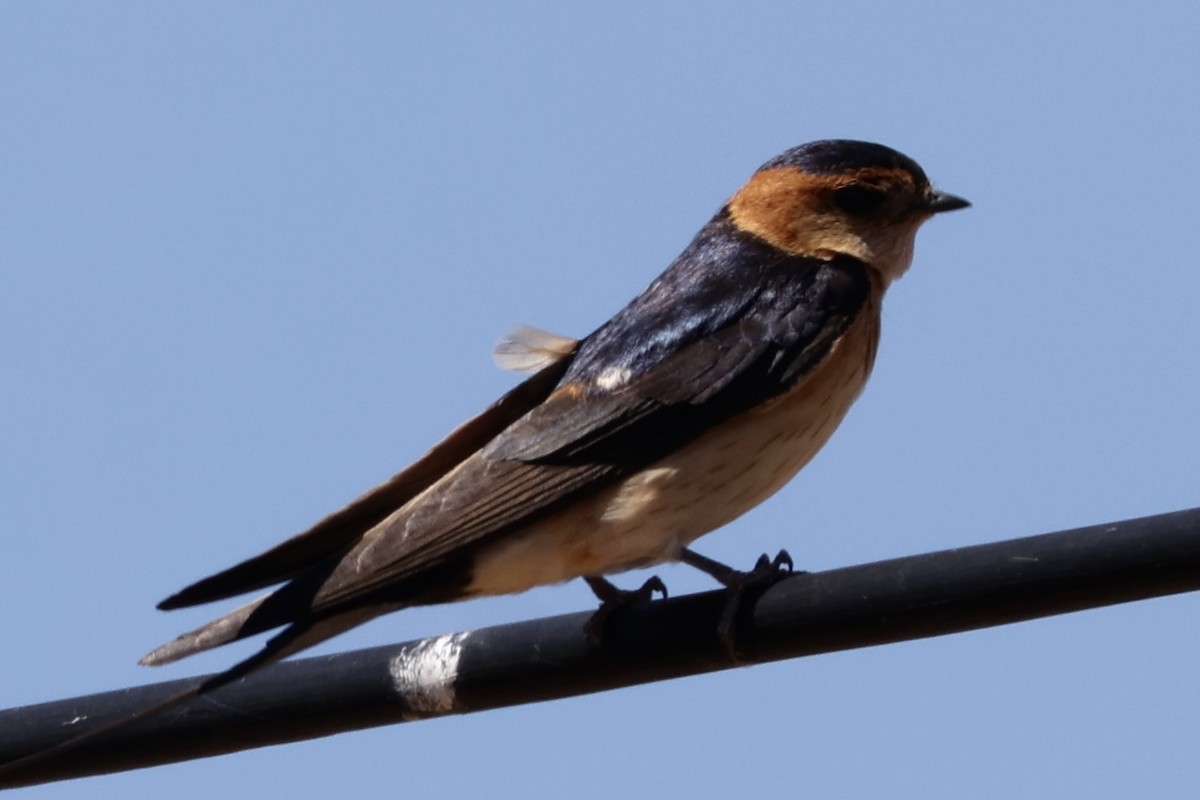 European Red-rumped Swallow - ML632506212