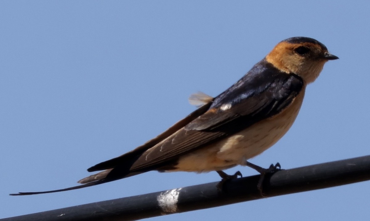 European Red-rumped Swallow - ML632506213