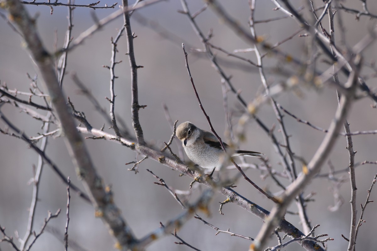 Northern Shrike - ML632506224