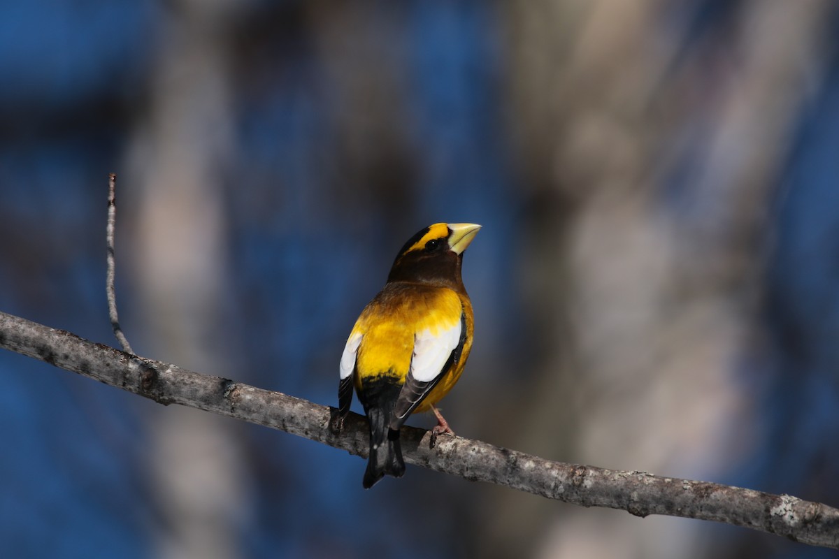 Evening Grosbeak - ML632506246