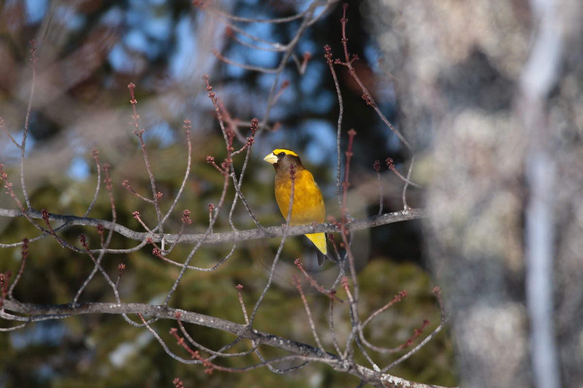 Evening Grosbeak - ML632506248