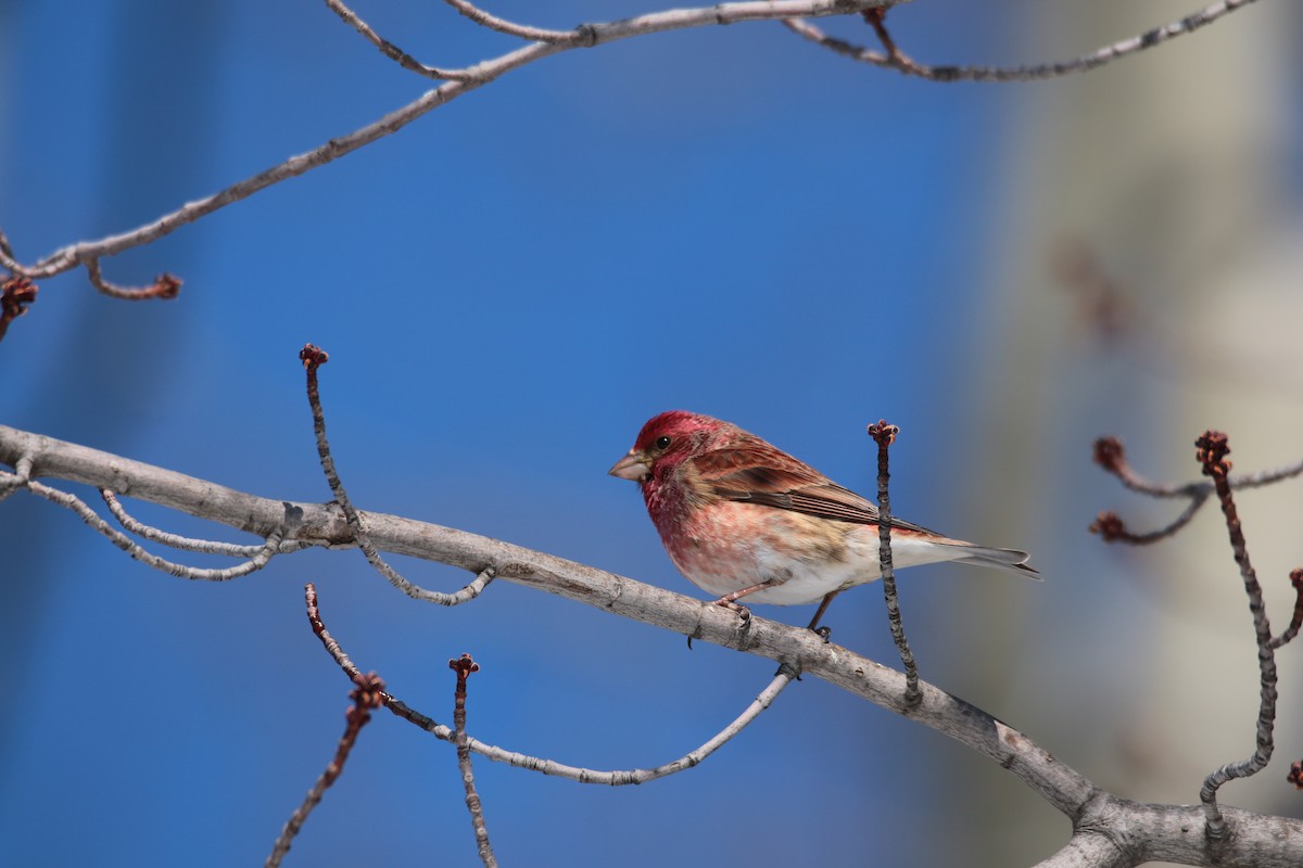 Purple Finch - ML632506258