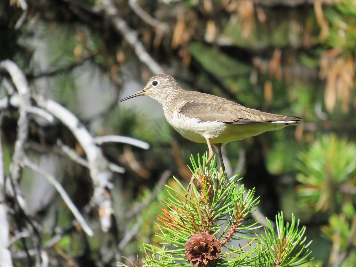 Solitary Sandpiper - Dave Slager