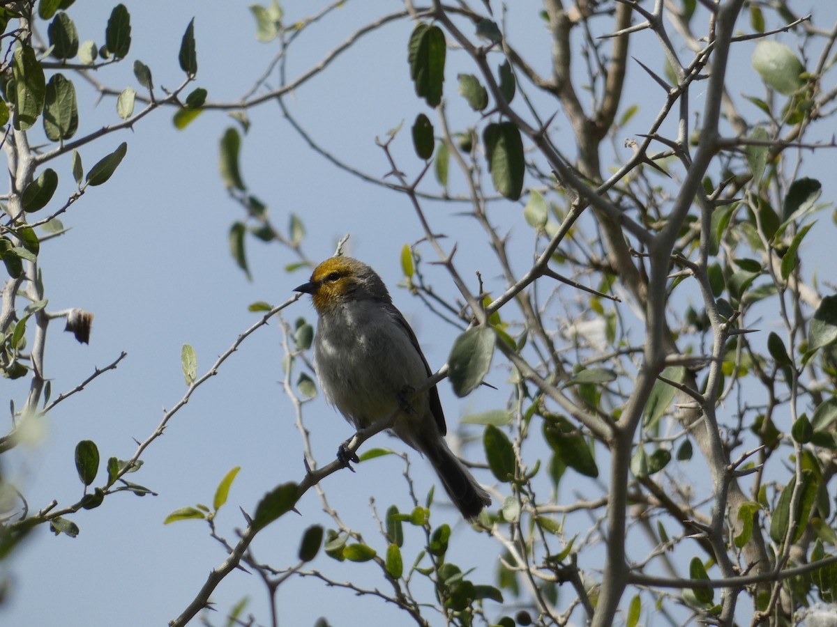Verdin - ML632506453