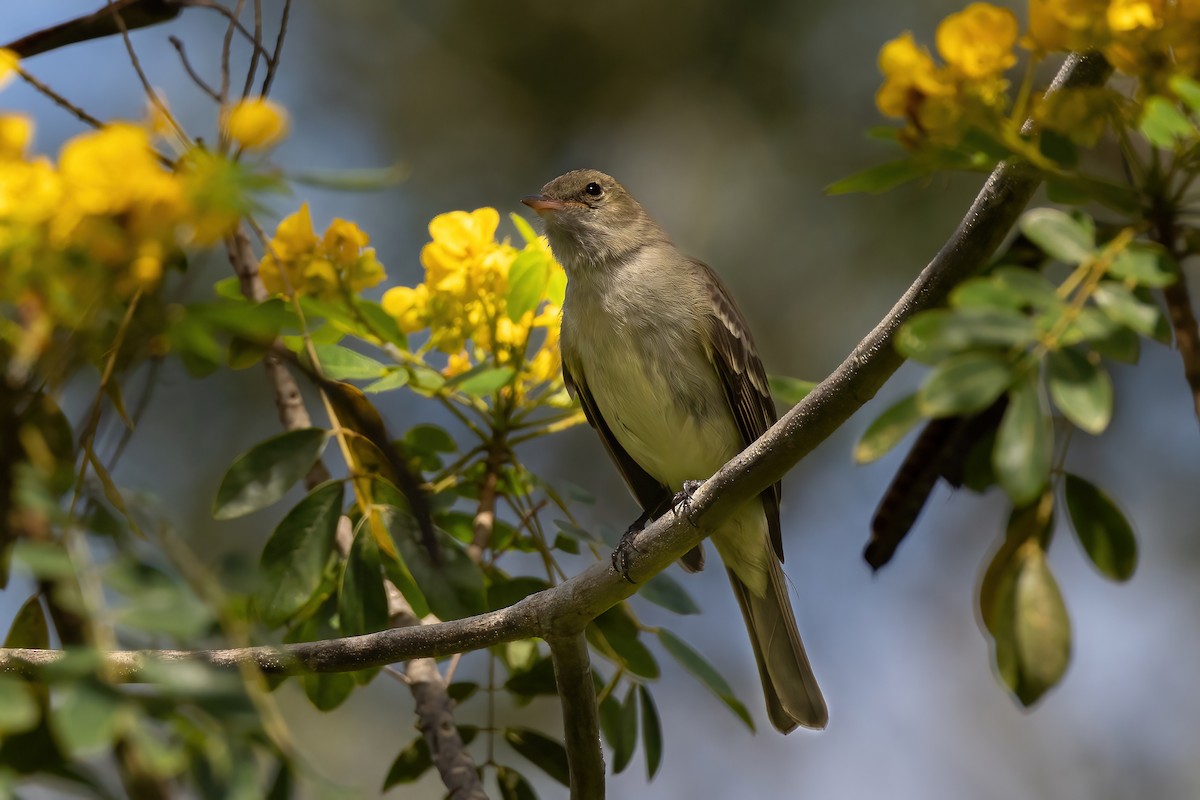 Caribbean Elaenia - ML632506461