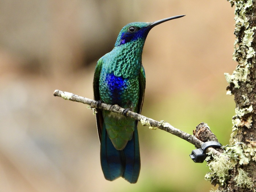 Colibrí Rutilante/Verdemar Menor - eBird
