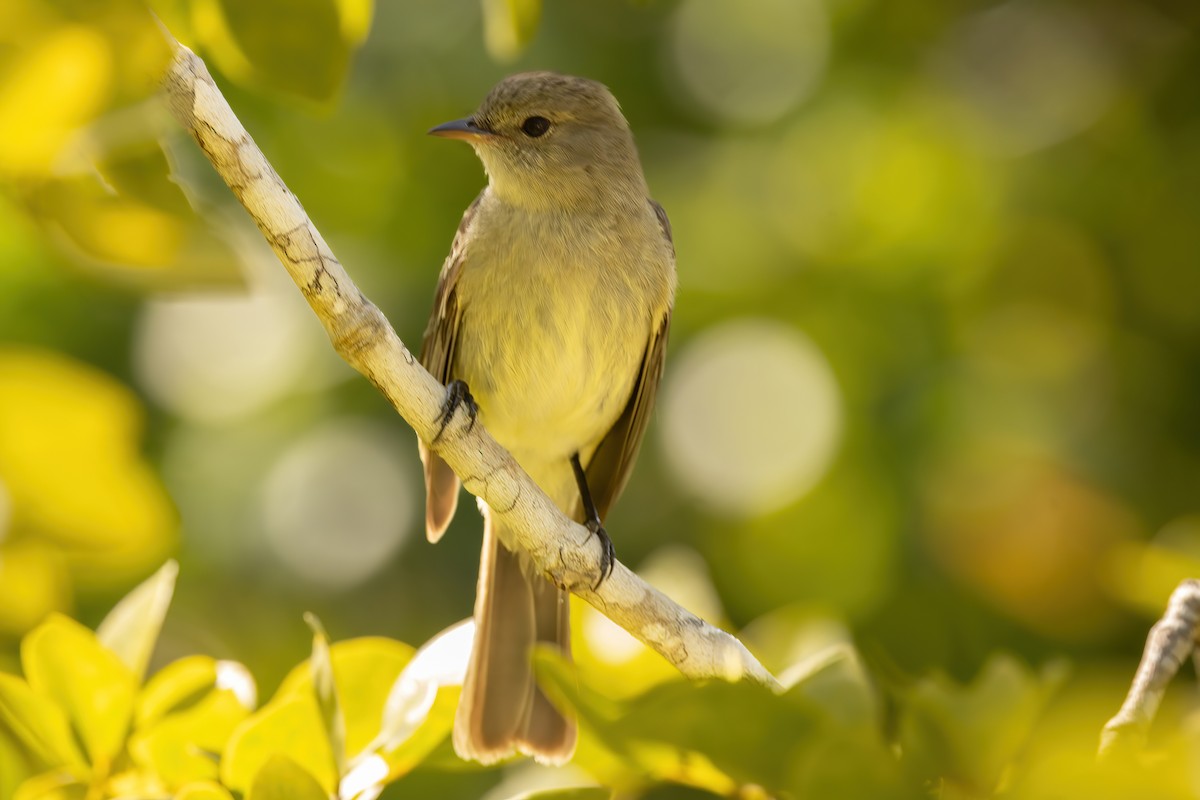 Caribbean Elaenia - ML632506504