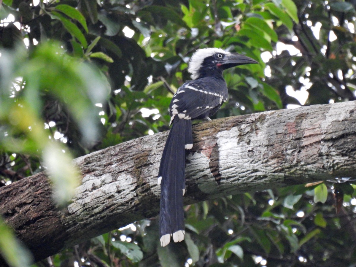 Eastern Long-tailed Hornbill - ML632506656