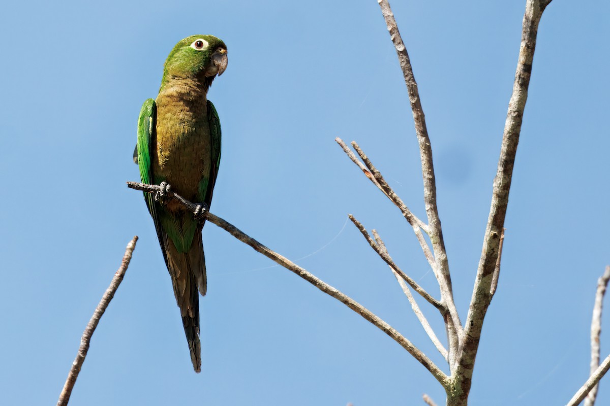 Olive-throated Parakeet - ML632506810