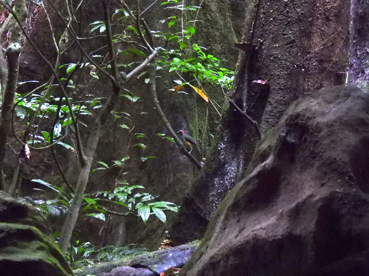 Gray-necked Rockfowl - ML632506920