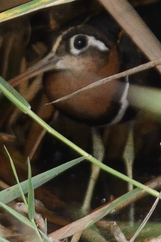 Greater Painted-Snipe - ML632506928