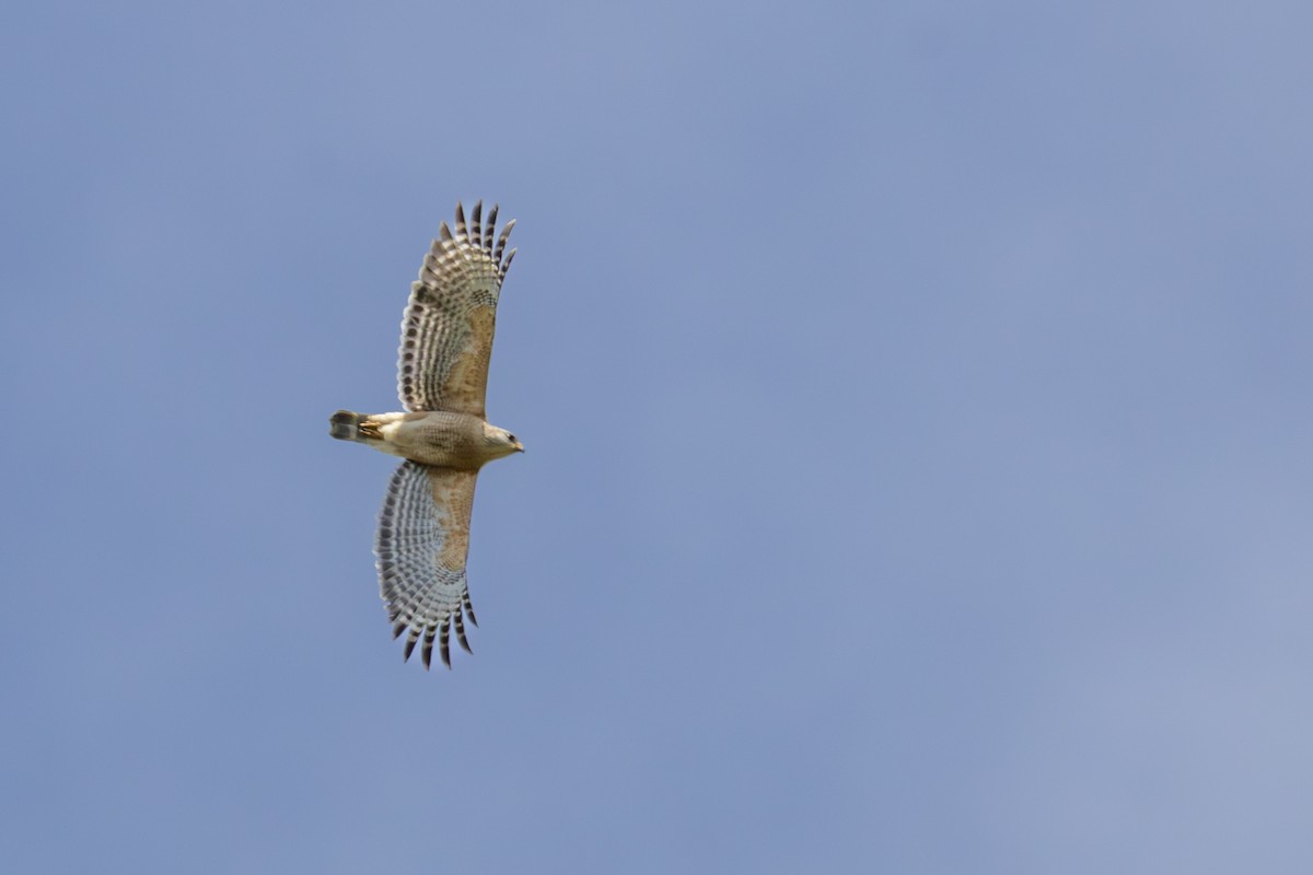Red-shouldered Hawk - ML632506975